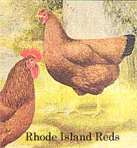 
Heritage chicken breed: Rhode Island Reds.
